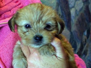 Shorkie