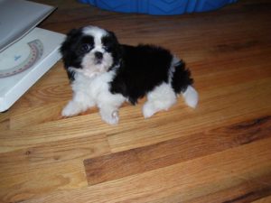 Shih-Tzu