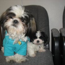 Shih-Tzu's