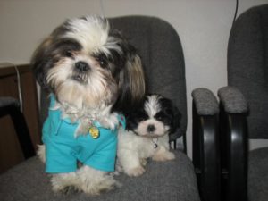 Shih-Tzu's