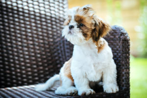 Dog sitting outdoor