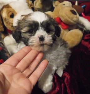 Puppies Colorado