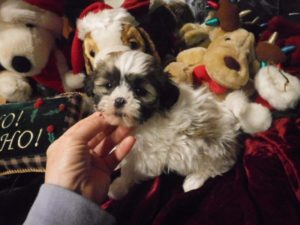 Shih-poo 2