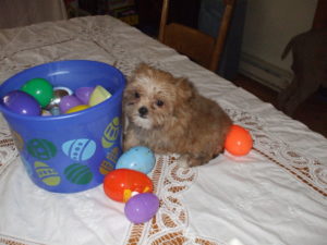 Shorkie