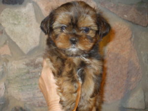 Shorkie