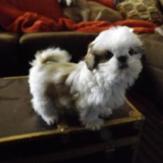 Shih-poo 2