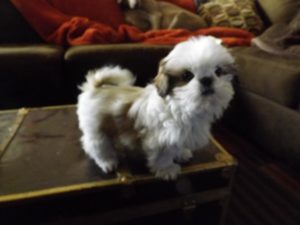 Shih-poo 2