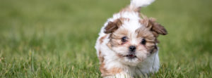 Shih poo Puppy