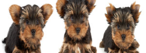 Yorkshire Puppy