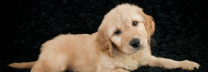 Golden- Doodle Puppy