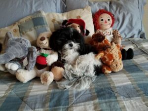 Shih Poo