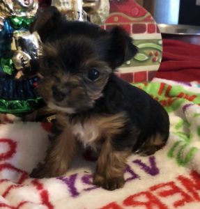 Little Yorkie Girl