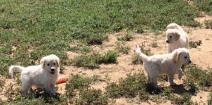 Goldendoodle