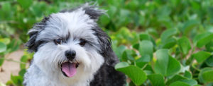 Maltese Shih