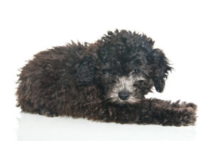 poodle