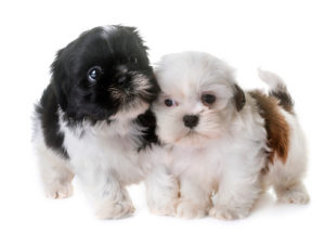 poodle breeding colorado