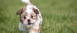 Shih poo Puppy