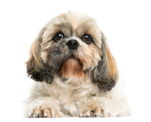 Shih Tzu Puppy