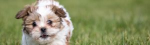 Shih poo Puppy