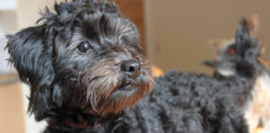 Black Yorkie Poo