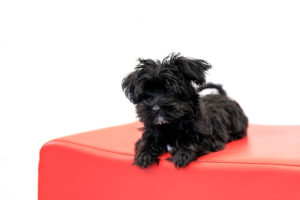 Yorkie Poo Puppies