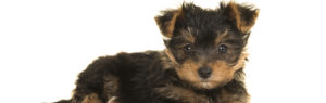 Cute yorkie Puppy