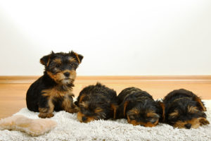 Yorkie Puppy