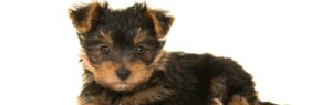 Yorkie poo Puppy