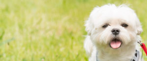 Maltipoo