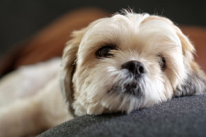 poo shih puppy
